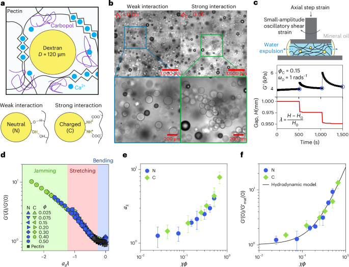 Strain-stiffening universality in composite hydrogels and soft tissues
