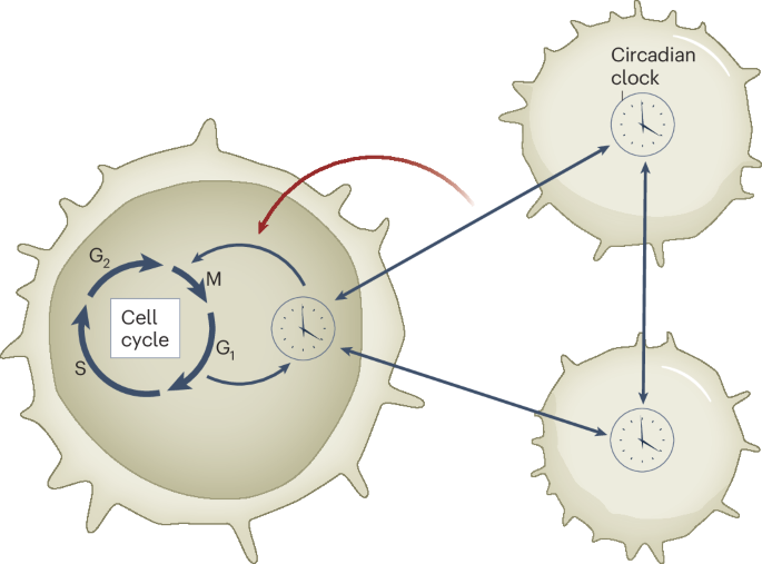 Outside-in regulation of cellular clocks