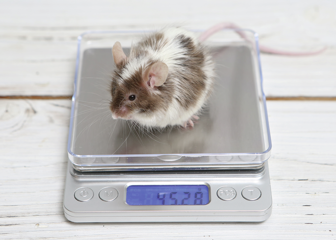 Fat accumulation in middle-aged male animals