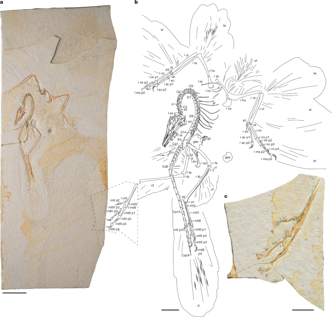 Chicago Archaeopteryx informs on the early evolution of the avian bauplan