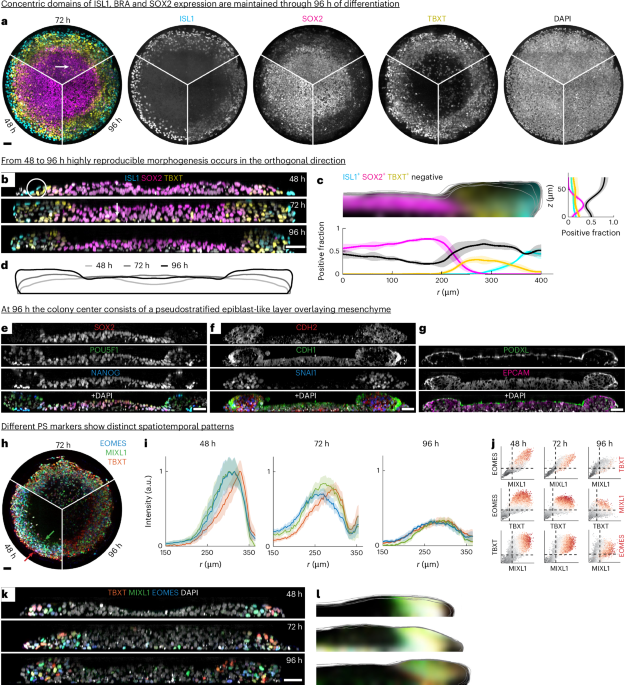 Extended culture of 2D gastruloids to model human mesoderm development