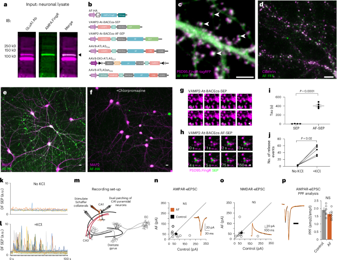 ATLAS: a rationally designed anterograde transsynaptic tracer
