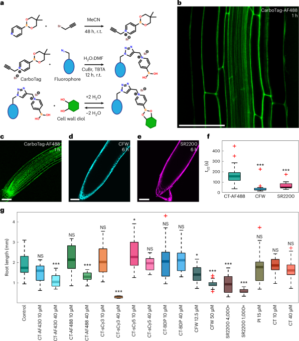 CarboTag: a modular approach for live and functional imaging of plant cell walls