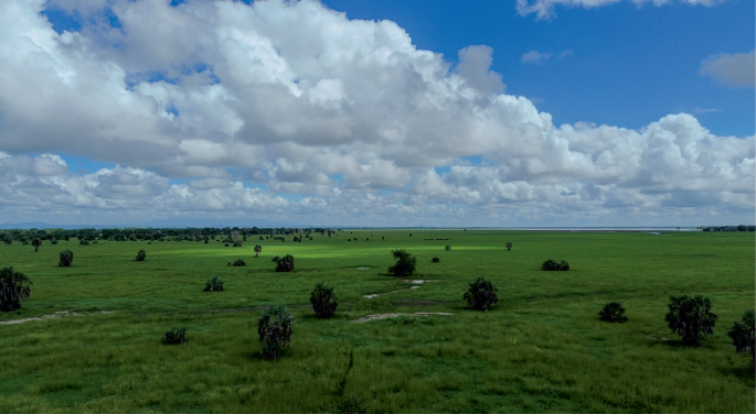 AI carves out a niche in ecology and conservation research