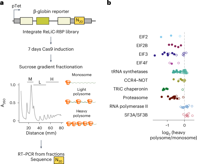 Barcoded CRISPR screens reveal RNA regulatory networks
