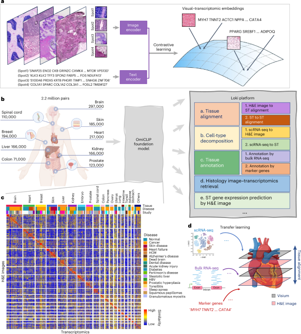 A visual–omics foundation model to bridge histopathology with spatial transcriptomics