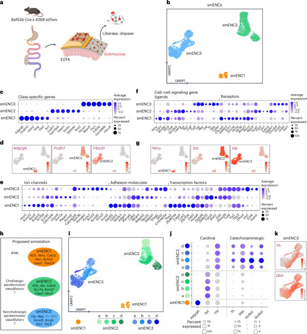 The transcriptomes, connections and development of submucosal neuron classes in the mouse small intestine