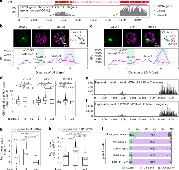 piRNA gene density and SUMOylation organize piRNA transcriptional condensate formation