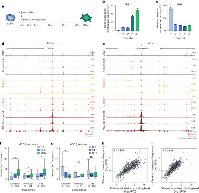 CTCF depletion decouples enhancer-mediated gene activation from chromatin hub formation