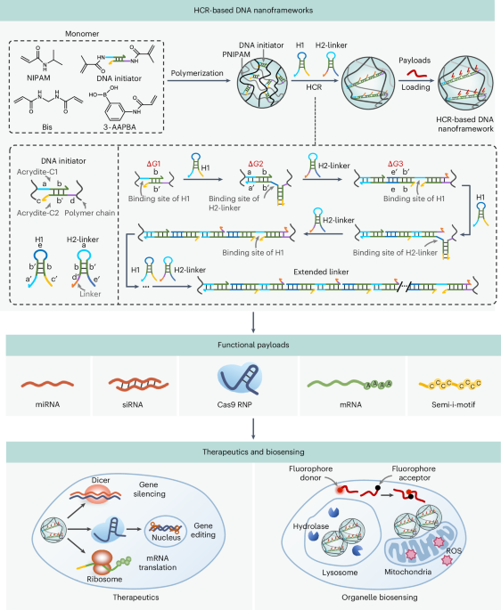 Hybridization chain reaction-based DNA nanoframeworks for biosensing and therapeutic applications