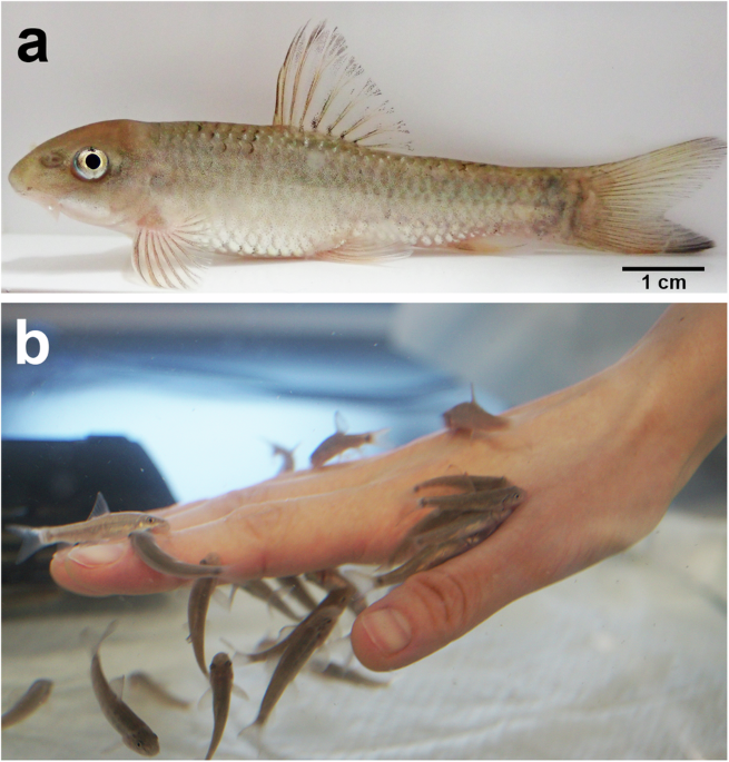 Chromosome-level genome assembly of the doctor fish (Garra rufa)