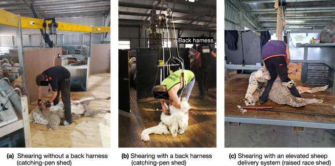 A lower-back focused motion capture and electromyography dataset of Australian sheep shearers at work