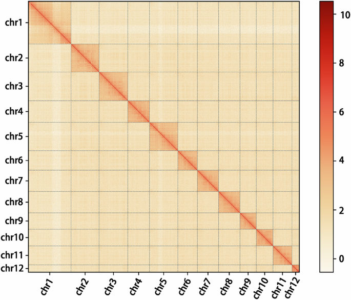 Chromosome-level genome assembly of the predatory flower bug Orius strigicollis