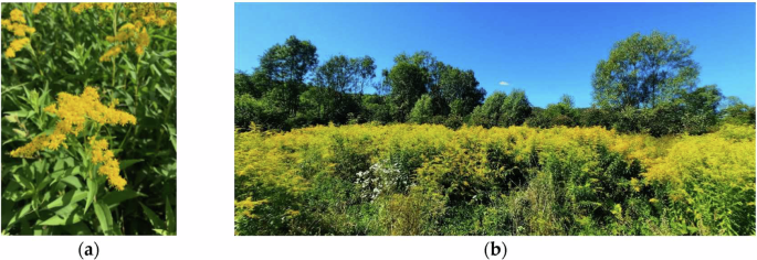 MAVSD: A Multi-Angle View Segmentation Dataset for Detection of Solidago Canadensis L.
