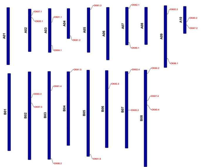 Genome-wide investigation of cytokinin oxidase/dehydrogenase (CKX) family genes in Brassica juncea with an emphasis on yield-influencing CKX