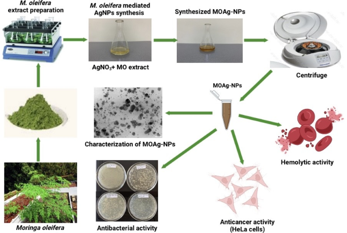 A novel approach for synthesizing silver nanoparticles with antibacterial and cytotoxic activities using the leaf extract of hydroponically grown Moringa oleifera