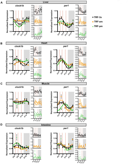 Integration of photoperiod and time-restricted feeding on the circadian gene rhythms in juvenile salmon