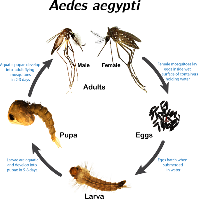 Effect of different lining paper materials and infusions on oviposition preference of Aedes aegypti (Diptera: Culicidae) gravid mosquitoes