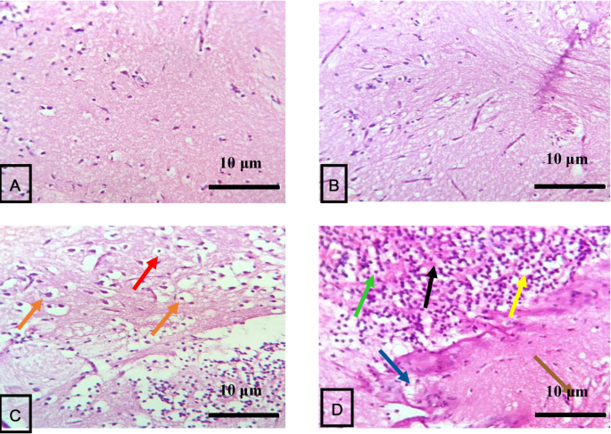 Exploring the toxicological and beneficial effects of 4,5,6-Trimethoxy-2,3-diphenyl indole on Labeo rohita fingerlings