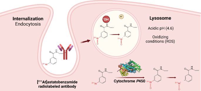 Ortho-functionalization of a 211At-labeled aryl compound provides stabilization of the C-At bond against oxidative dehalogenation