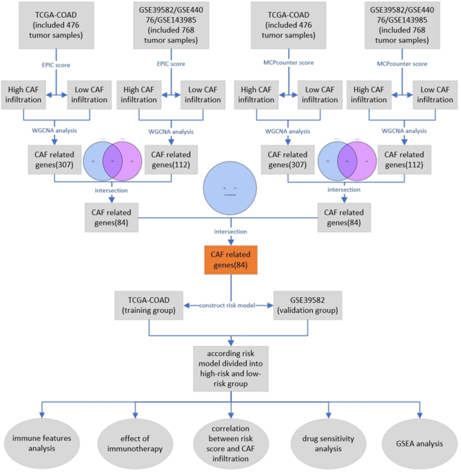 Development and validation of a cancer-associated fibroblast gene signature-based model for predicting immunotherapy response in colon cancer