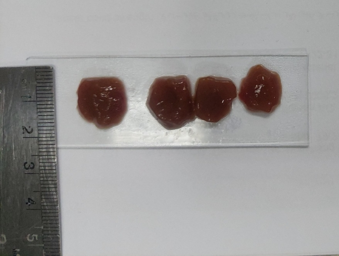 Investigation of the mechanical frequency response of ovine renal tissue at low frequencies