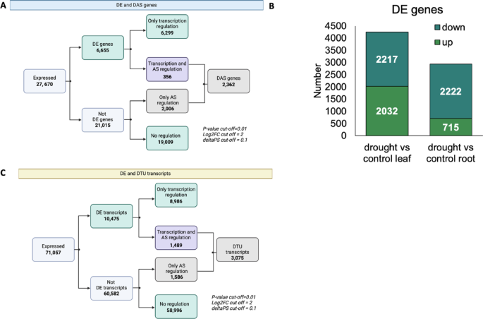 Hormonal and transcriptomic regulation of drought adaptation in barley roots and leaves