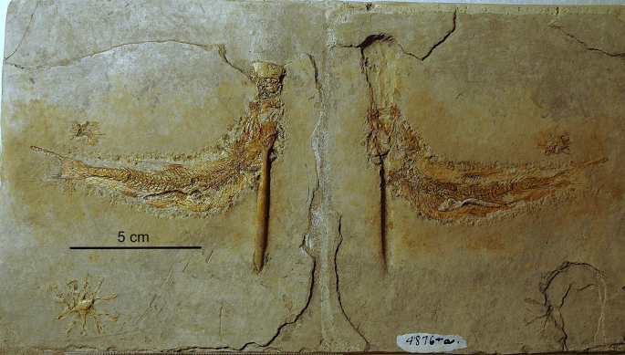 Jurassic fish choking on floating belemnites