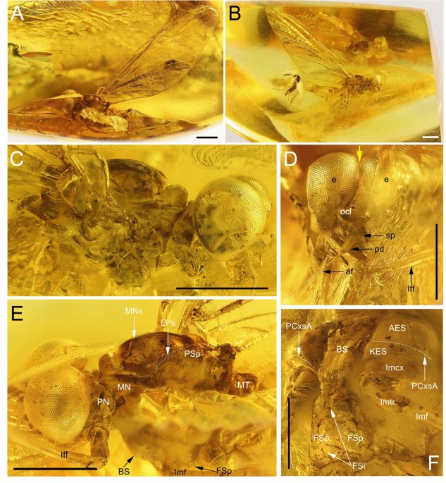 Nebesna sotnia gen. & sp. nov. from Baltic amber supports a Pangean distribution of the amphinotic family Ameletopsidae (Ephemeroptera)
