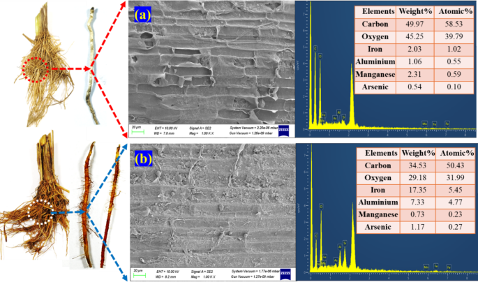 Enhanced arsenic immobilization from contaminated soil to crops, carbon sequestration, and soil fertility using laterite Biochar composites