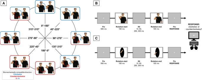 How body knowledge shapes motion perception