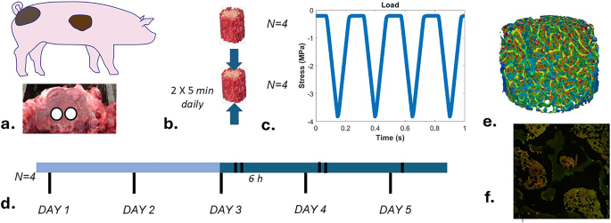 Differential gene expression in trabecular bone osteocytes is related to the local strain and strain gradient