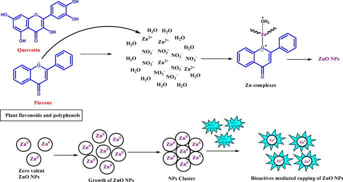 Binding properties and biological applications of green synthesized ZnO nanoparticles from neem flower