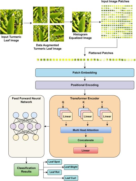 A novel attention based vision transformer optimized with hybrid optimization algorithm for turmeric leaf disease detection