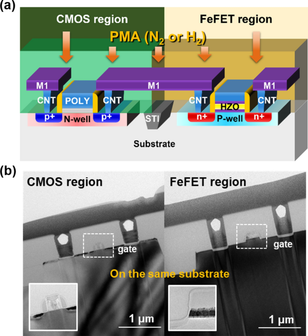 Effect of post-metallization anneal on monolithic co-integration of Hf0.5Zr0.5O2-based FeFET and CMOS