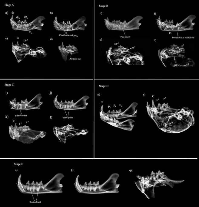Integrating ontogenetic and behavioral analysis in fossil and extant Lynx pardinus (Temminck, 1827)