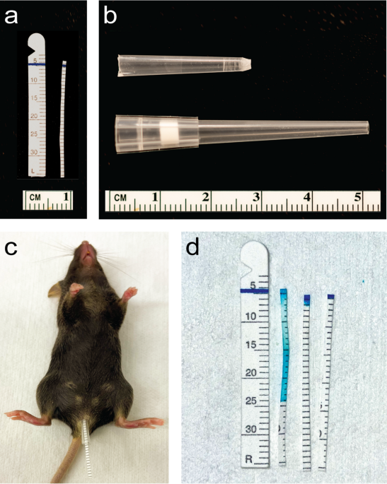 Use of calibrated filter paper to evaluate vaginal moisture in mice