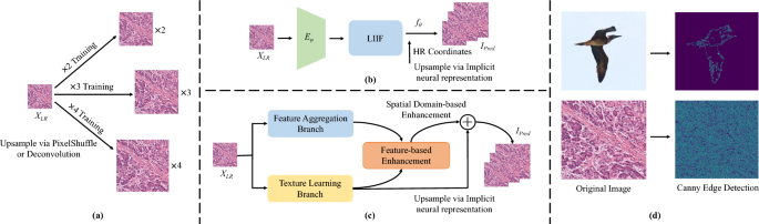 An efficient dual-branch framework via implicit self-texture enhancement for arbitrary-scale histopathology image super-resolution