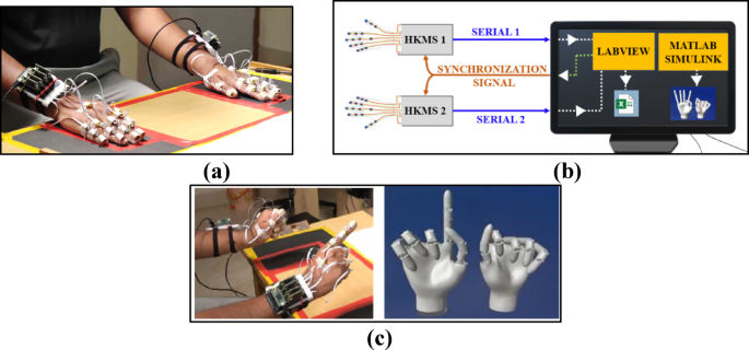 Exploring synergistic patterns in bimanual distal limb movements through low dimensional representations