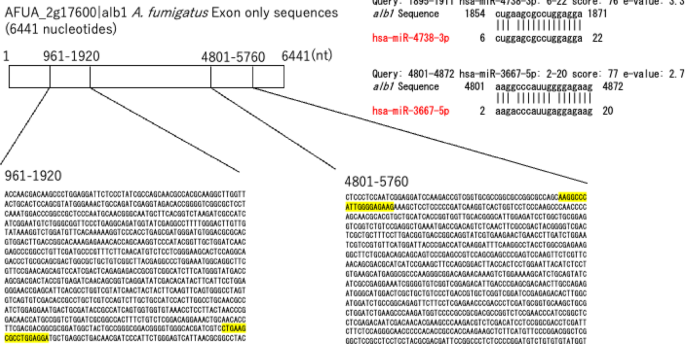 Fungus-targeted nanomicelles enable microRNA delivery for suppression of virulence in Aspergillus fumigatus as a novel antifungal approach