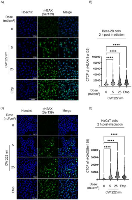 Far-ultraviolet light causes direct DNA damage in human lung cells and tissues