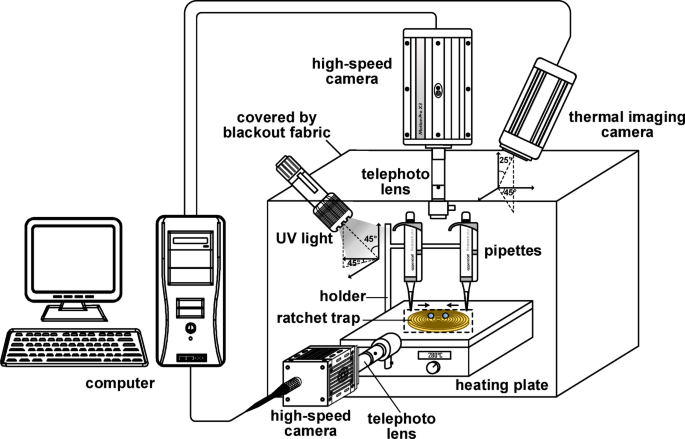 On the ultra-rapid mixing in two colliding Leidenfrost drops
