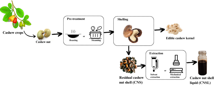 Understanding the effects of pre-treatment and extraction methods on lipid fingerprint of cashew nut shell liquid (CNSL) by non-targeted lipidomics analysis