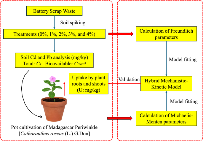 Mechanistic and kinetic modeling of cadmium and lead phytoextraction by Madagascar Periwinkle [Catharanthus roseus (L.) G.Don] in battery waste contaminated soil