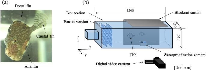 Relationship between caudal fin closing motion and acceleration capability of Rudarius ercodes balistiform locomotion