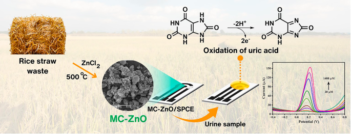 Sustainable uric acid sensor based on a lab-fabricated electrode modified with rice straw-derived carbon materials