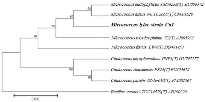 Acid Red 88 biodegradation by Cu nanoparticles stabilized on Marinospirillum alkaliphilum strain N