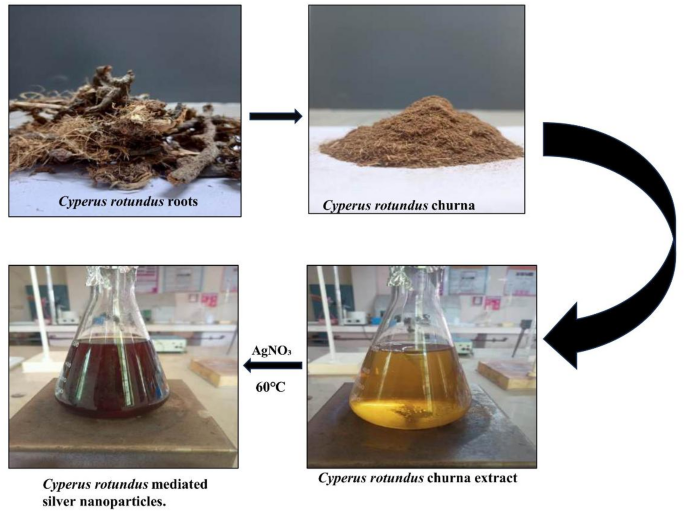 Cyperus rotundus mediated green synthesis of silver nanoparticles for antibacterial wound dressing applications