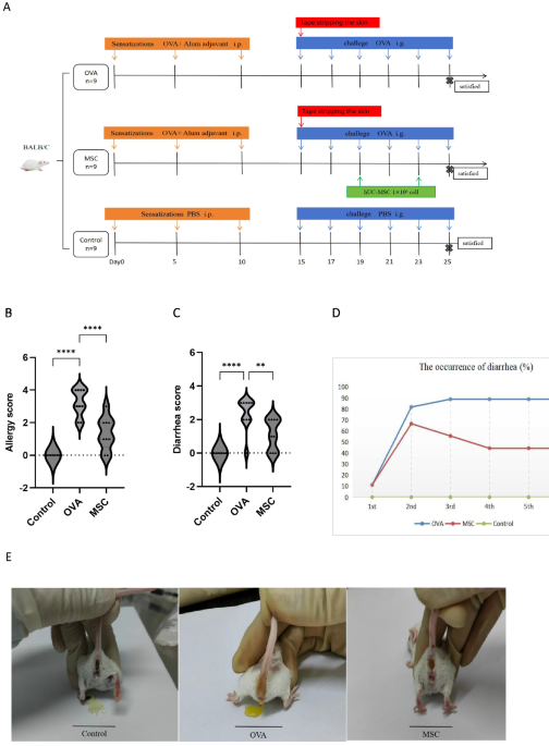 Human umbilical cord-derived mesenchymal stem cells attenate histaminergic effect of intestinal mucosa through bax/bcl-2 pathway in food allergic enteritis
