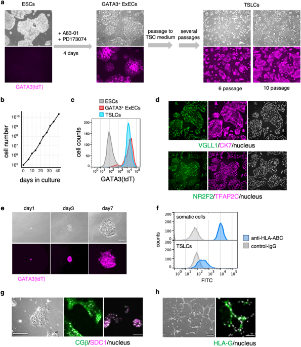 Stepwise strategy for generating human trophoblast stem-like cells from embryonic stem cells reveals specific role of TFAP2C in acquiring self-renewability